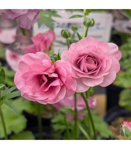 Amazon.co.jp: 2個セット ピンクバイカラー ラナンキュラス お得寄せ